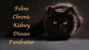 Free Fundraiser Photo for "Feline Kidney Disease"