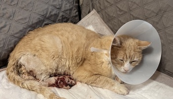 Free Fundraiser Photo for "Teddy the Injured Stray"